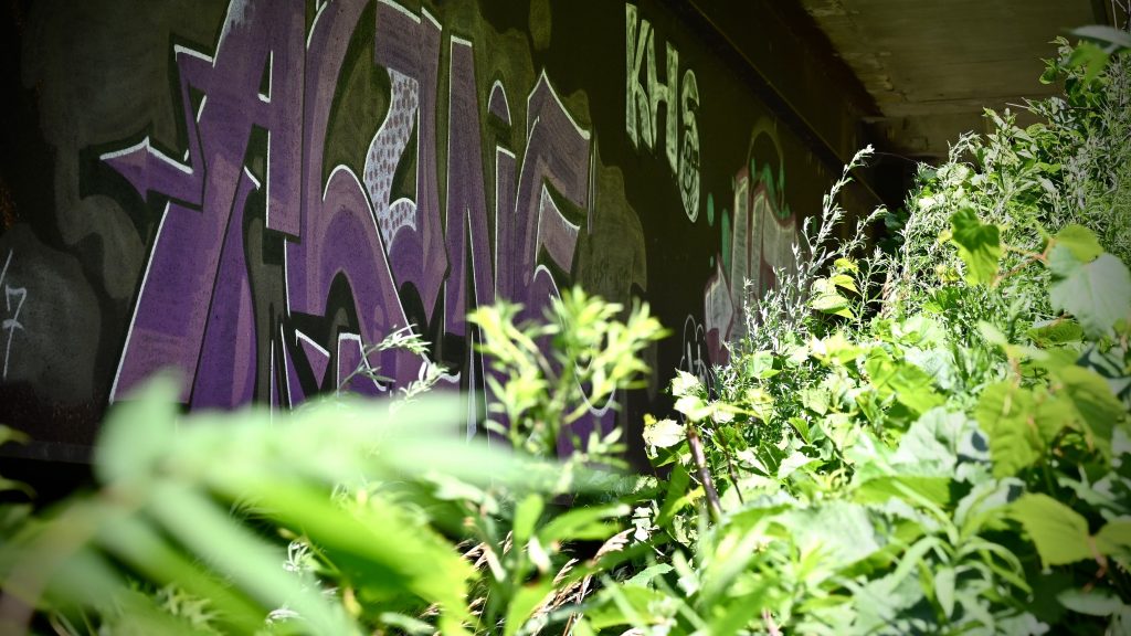 Photo of graffiti behind some blurred plants. 