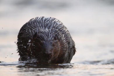 Up-close photo of a beaver in water.