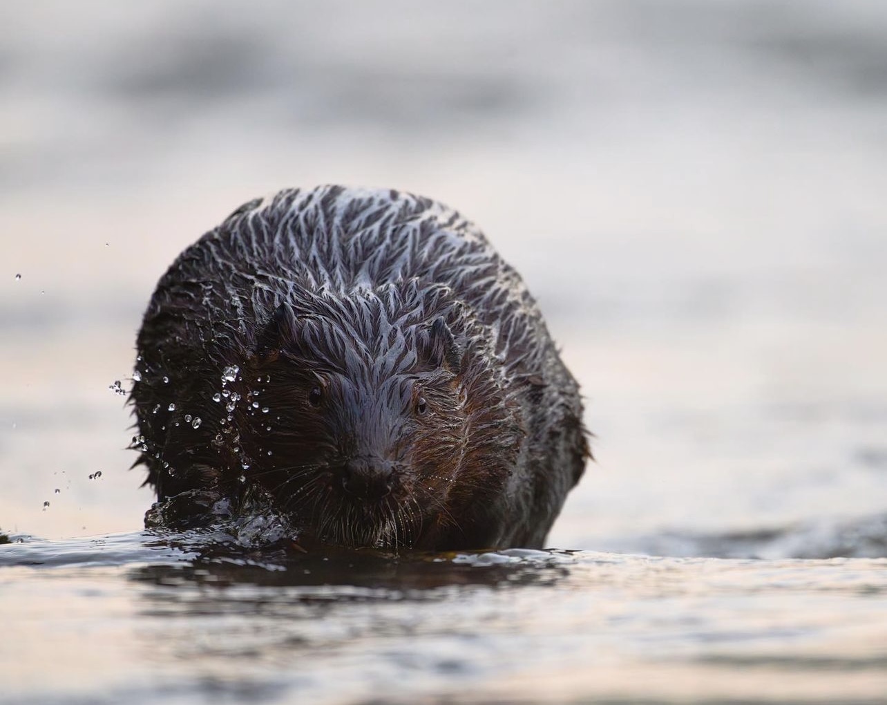 Up-close photo of a beaver in water.